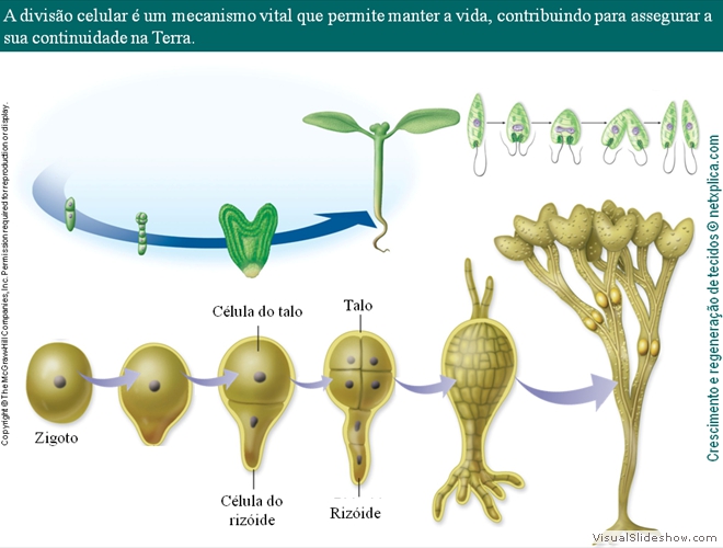 Diapositivo18