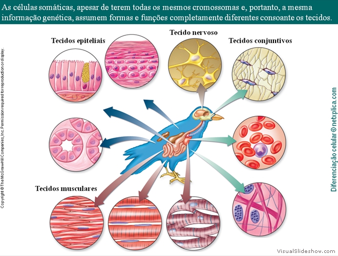 Diapositivo22