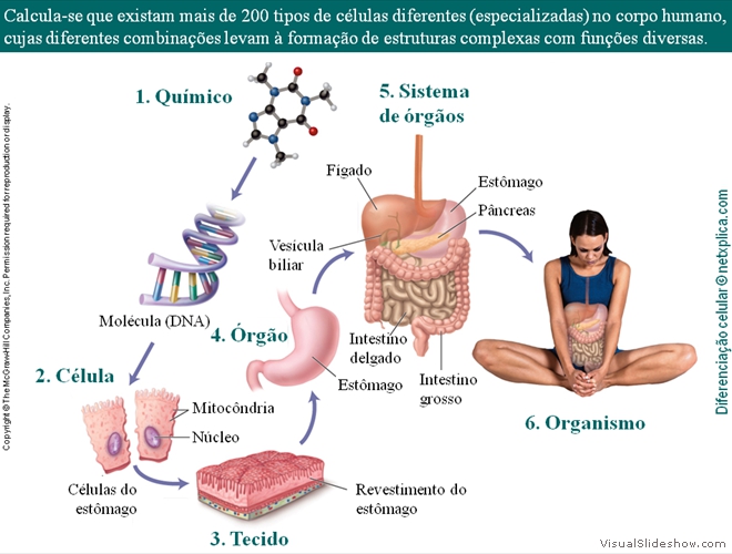 Diapositivo25