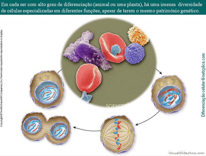 Diapositivo26