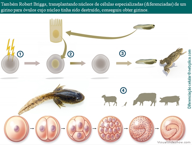 Diapositivo36