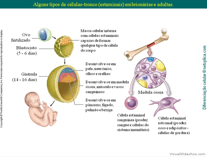 Diapositivo46