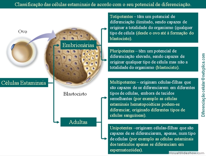 Diapositivo47