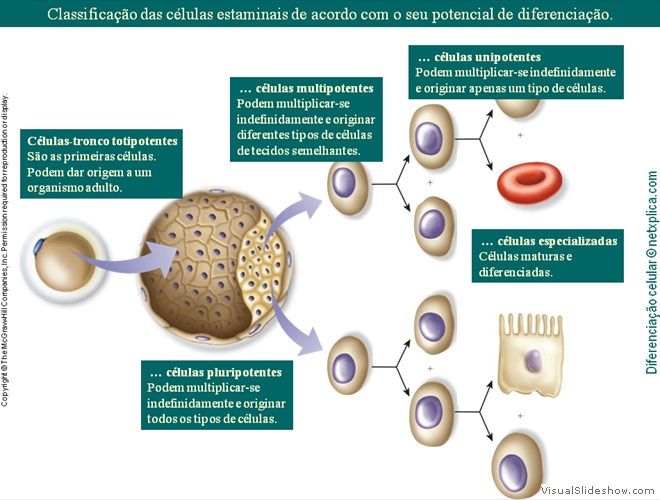 Diapositivo48