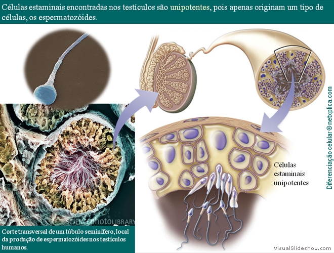 Diapositivo54