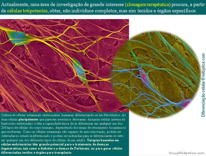 Diapositivo55