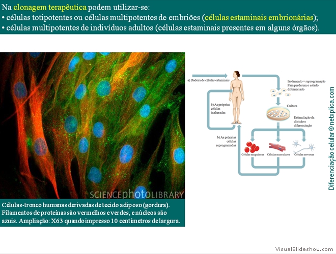 Diapositivo57