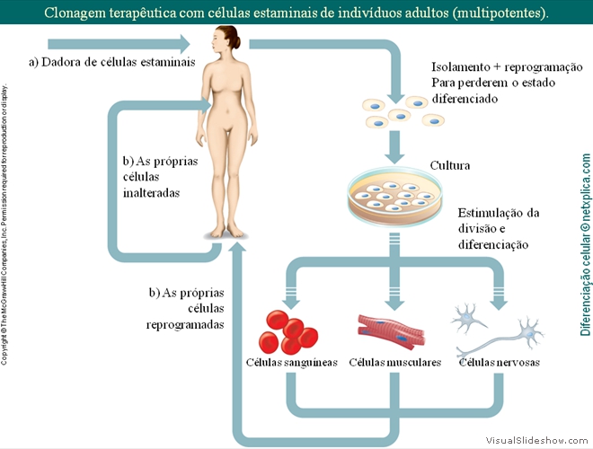 Diapositivo59