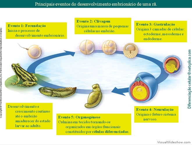 Diapositivo6