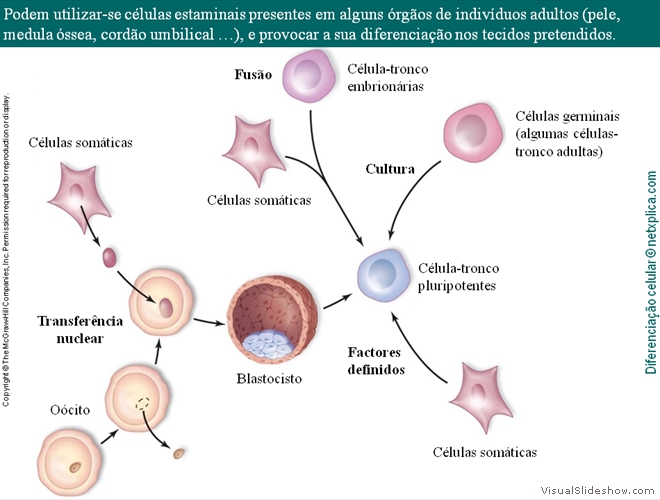 Diapositivo61