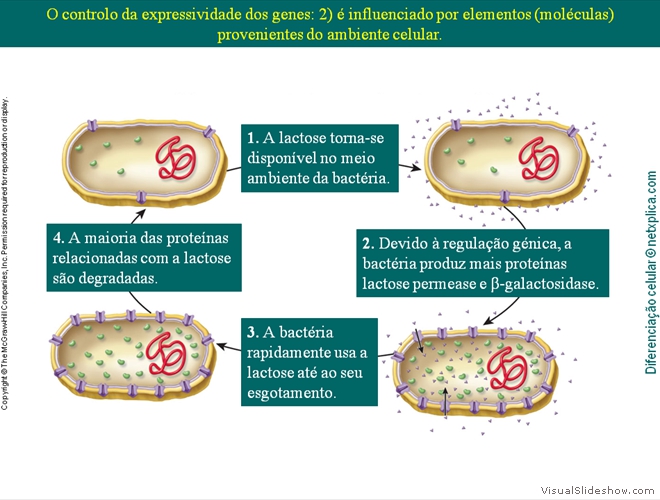 Diapositivo73