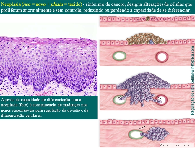 Diapositivo78