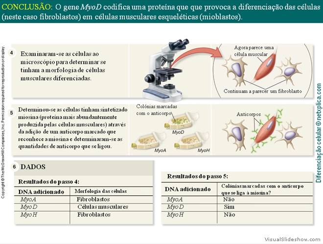 Diapositivo80