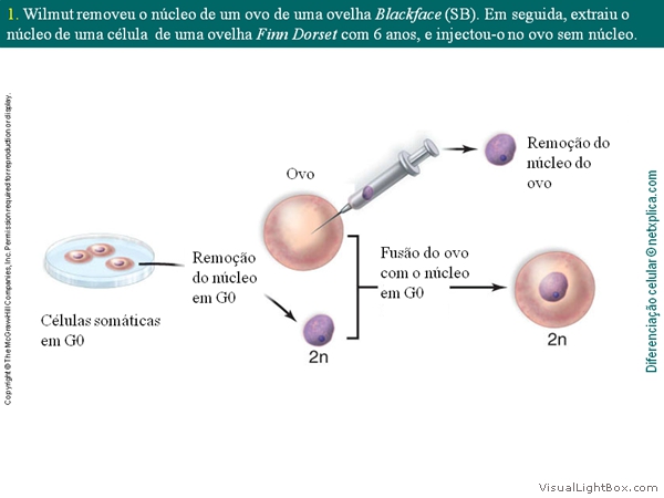 Diapositivo10