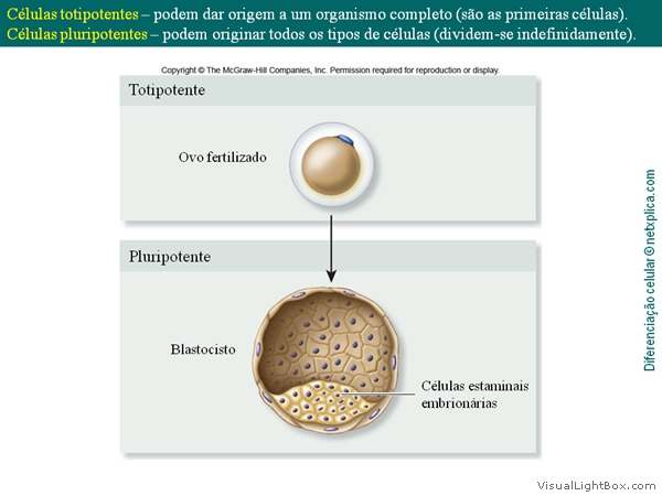 Diapositivo15