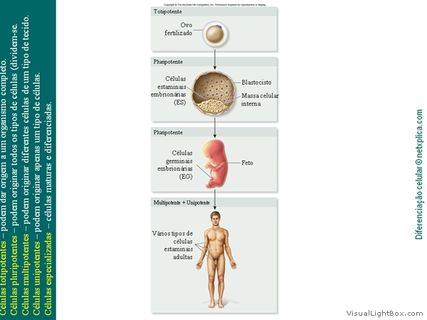 Diapositivo16