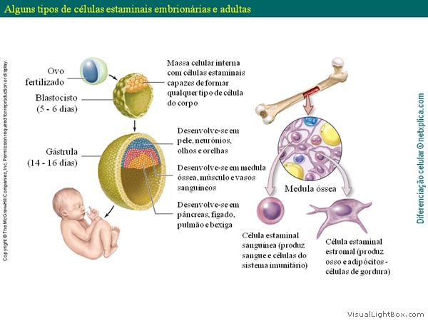 Diapositivo17