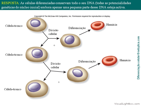 Diapositivo19