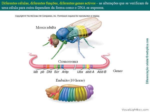 Diapositivo33