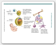 Diapositivo17