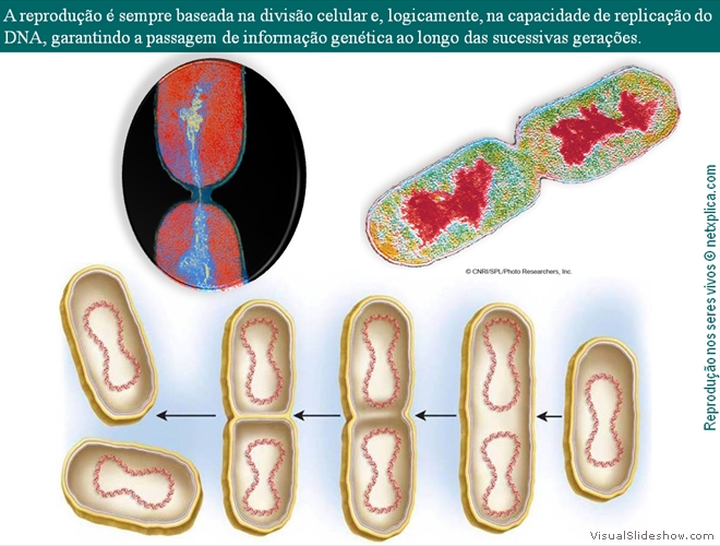 Diapositivo14