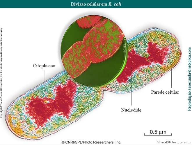 Diapositivo15