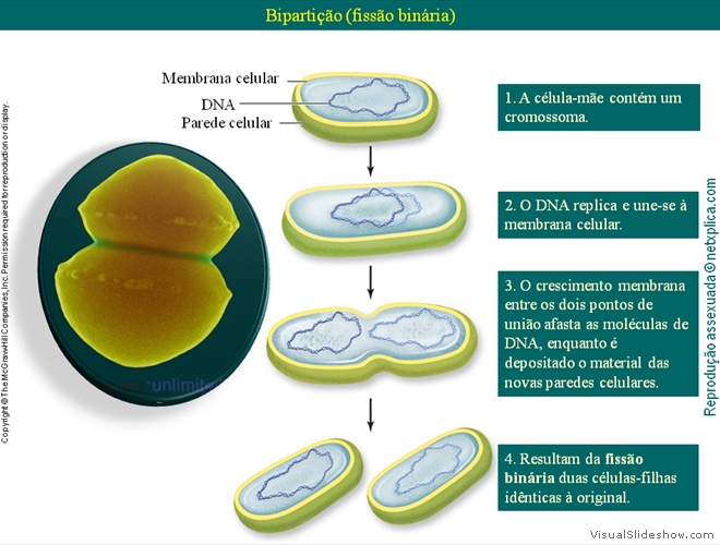 Diapositivo26