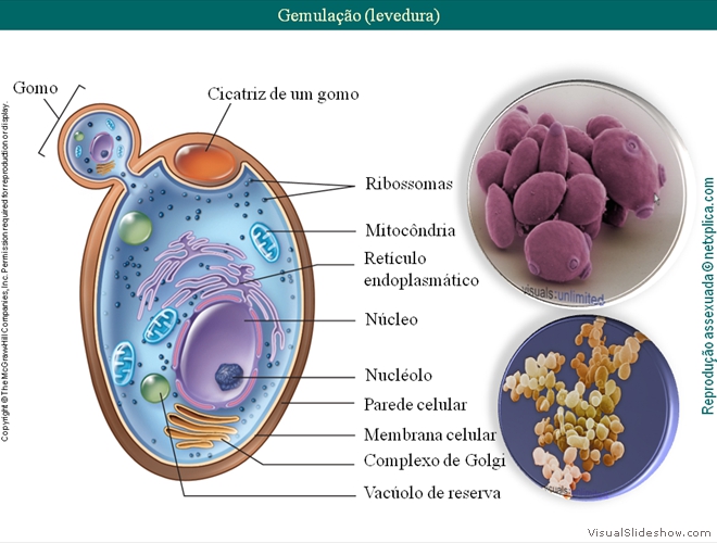 Diapositivo52