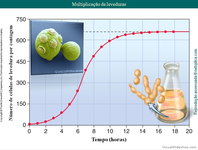 Diapositivo53