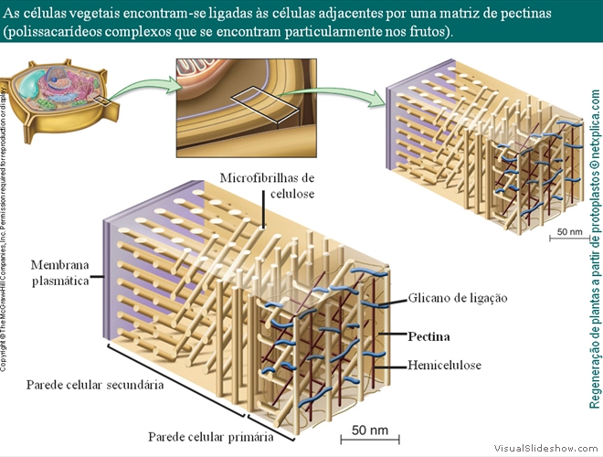 Diapositivo50