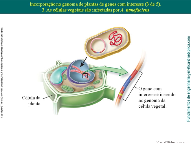 Diapositivo75