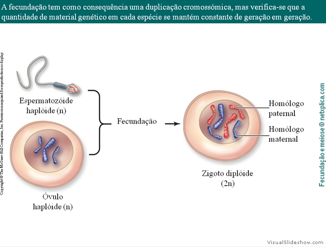 Diapositivo11