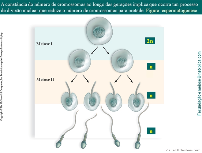 Diapositivo12