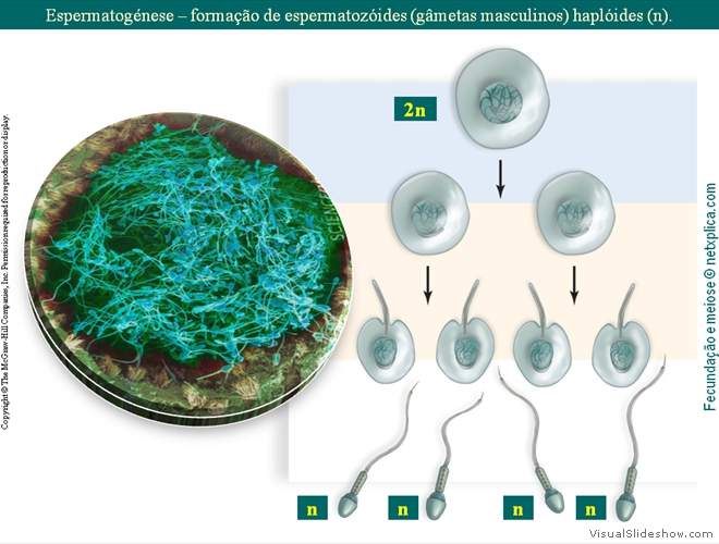 Diapositivo13