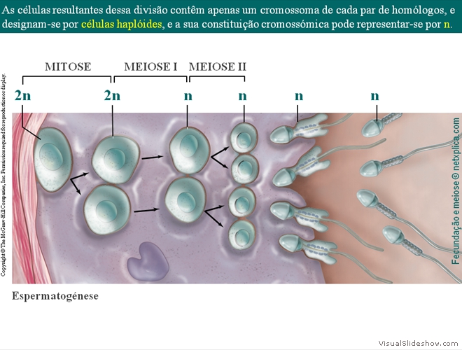 Diapositivo14