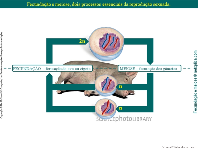 Diapositivo17