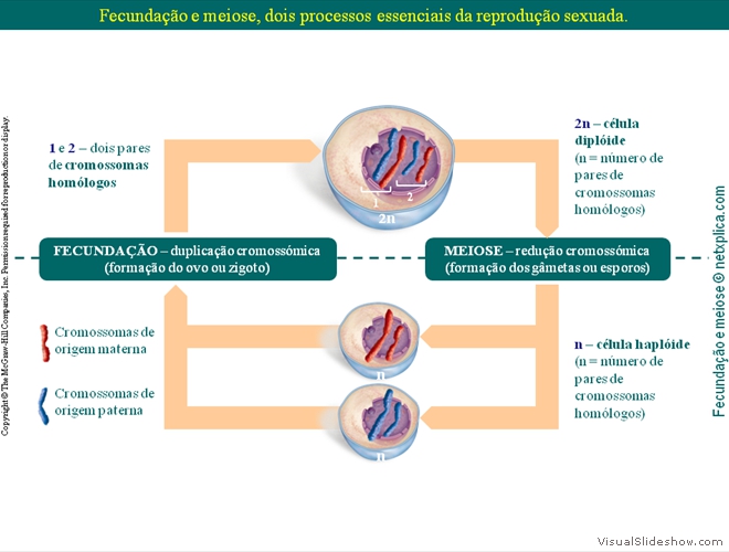 Diapositivo18