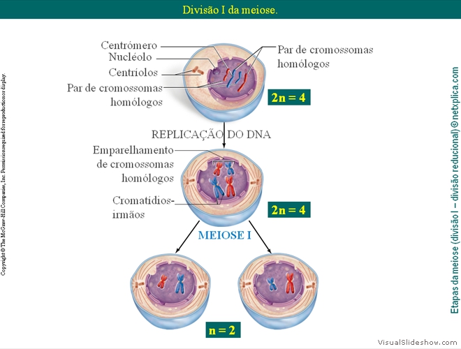 Diapositivo32