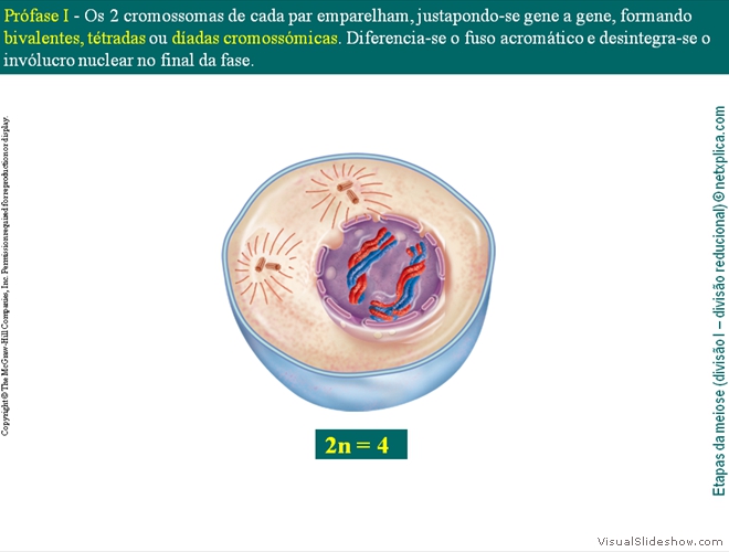 Diapositivo34