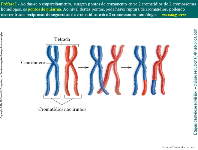 Diapositivo36