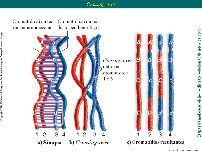 Diapositivo41