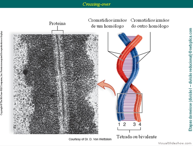 Diapositivo42