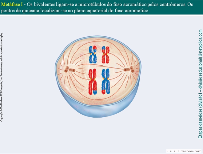 Diapositivo43