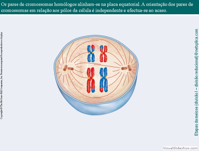 Diapositivo44