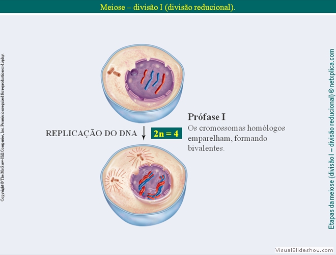 Diapositivo49