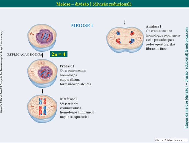 Diapositivo51