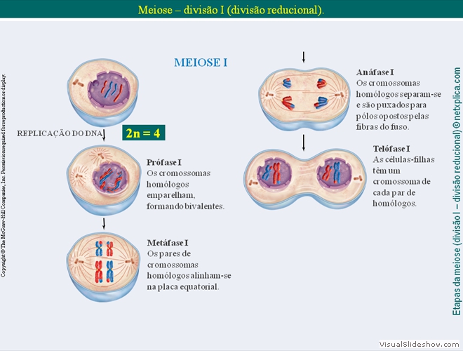 Diapositivo52