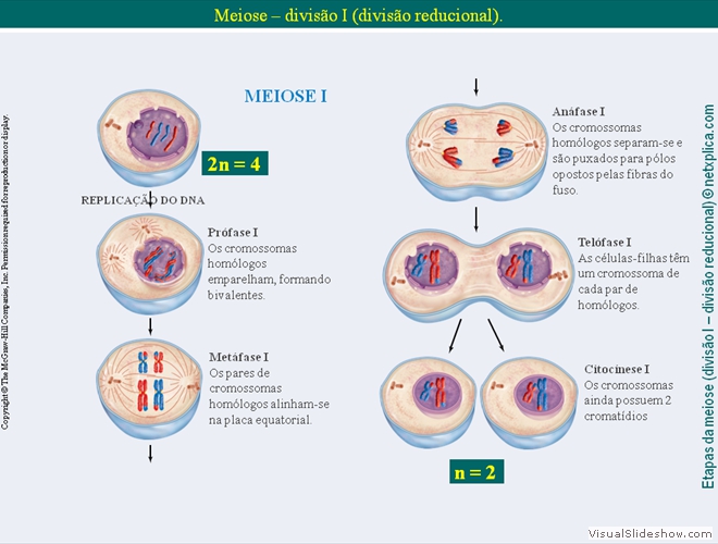 Diapositivo53