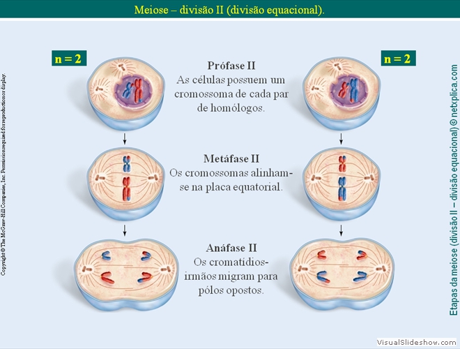 Diapositivo64