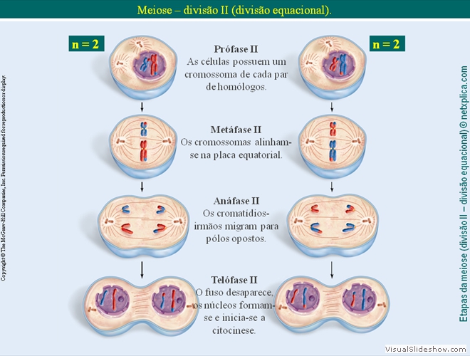 Diapositivo65